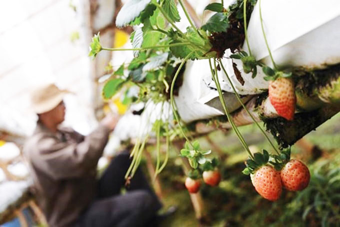 Vườn dâu Nguyễn Lâm Thanh-min