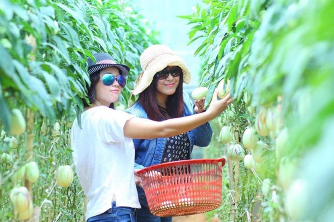 vuon-dua-hau-pepino-min