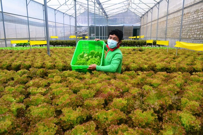 vuon-rau-o-da-lat-min