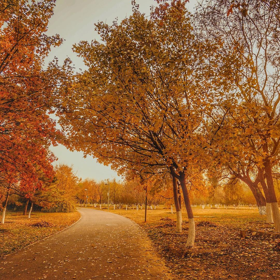 Có một Bắc Kinh mùa thu vàng đẹp đến nao lòng