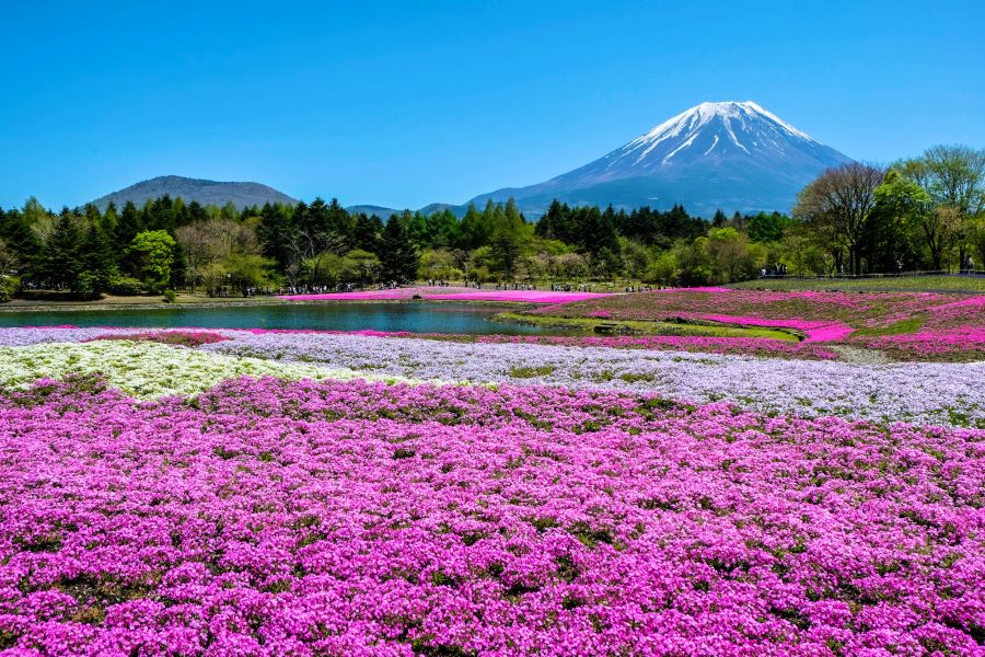 Những thảm hoa Shibazakura xinh đẹp, đầy thơ mộng tại Nhật Bản