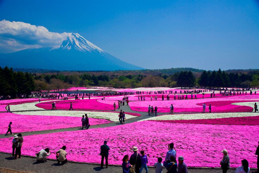 Những bông hoa Shibazakura lan tỏa trên mặt đất như một tấm thảm màu hồng rực rỡ