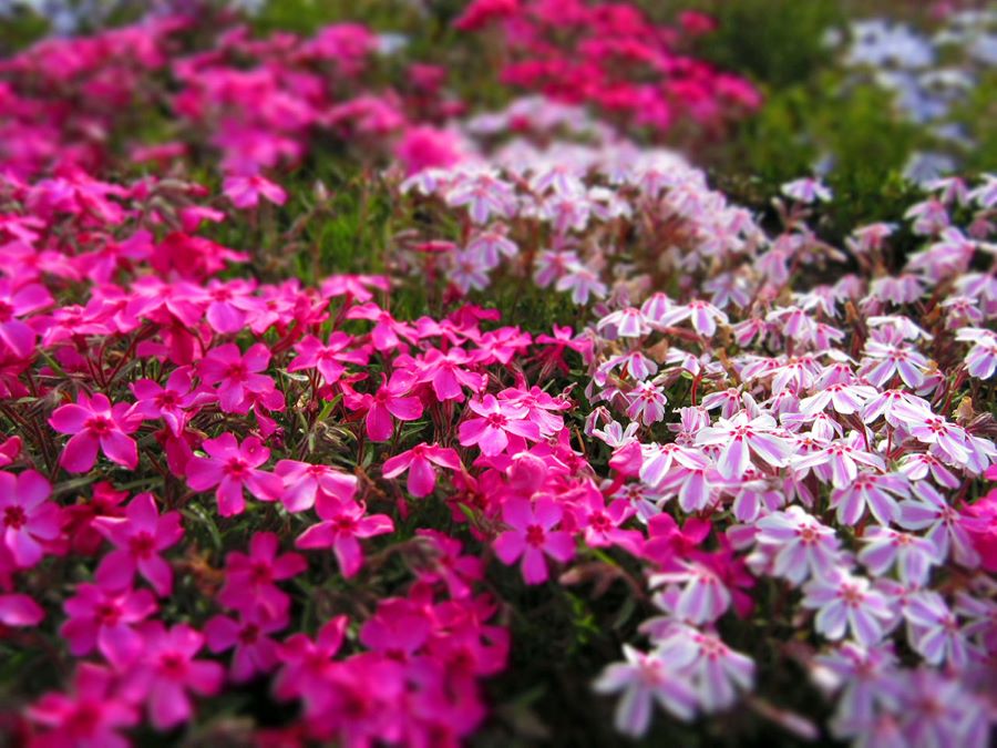 Chiêm ngưỡng khung cảnh siêu lãng mạn tại Lễ hội hoa Shibazakura