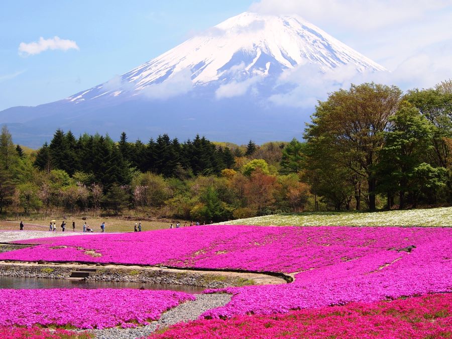 Thưởng ngoạn mùa hoa Shibazakura tại Nhật