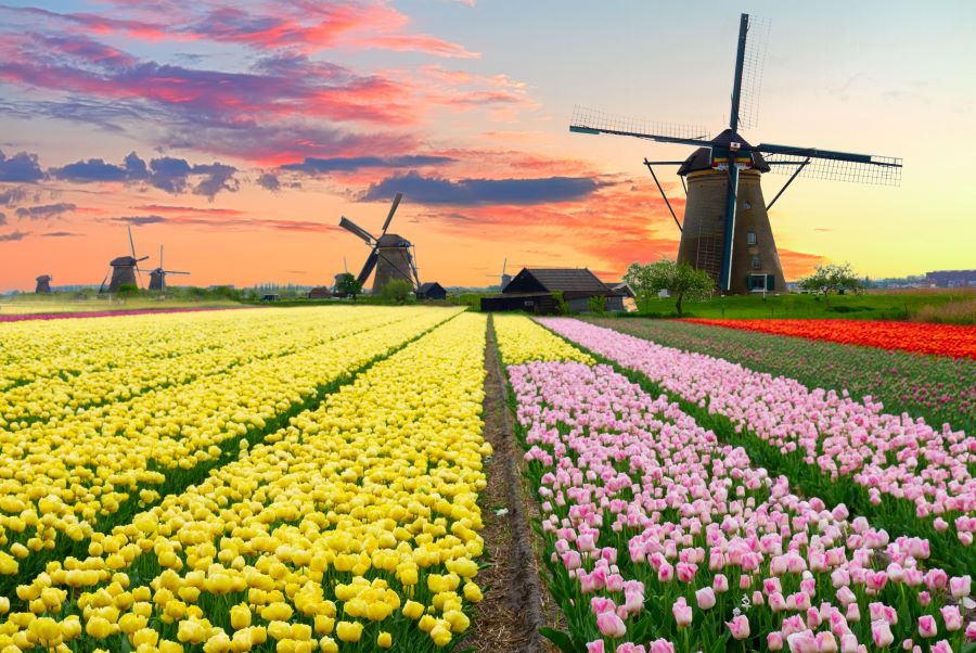 Ngôi làng Cối Xay Gió yên bình vào mùa xuân