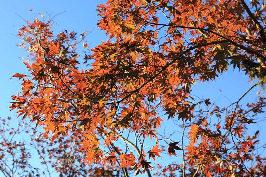 Tháng 11 đến, rừng quốc gia Alishan như khoác lên mình tấm áo mới với sắc đỏ rực rỡ của những chiếc lá phong