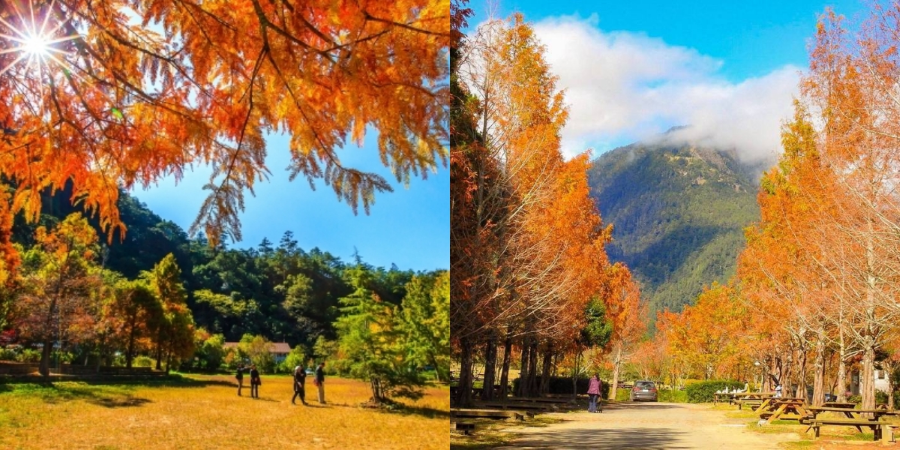 Trang trại Wuling mùa thu là một kiệt tác của thiên nhiên với những hàng cây lá phong chuyển đỏ mỗi khi thu về