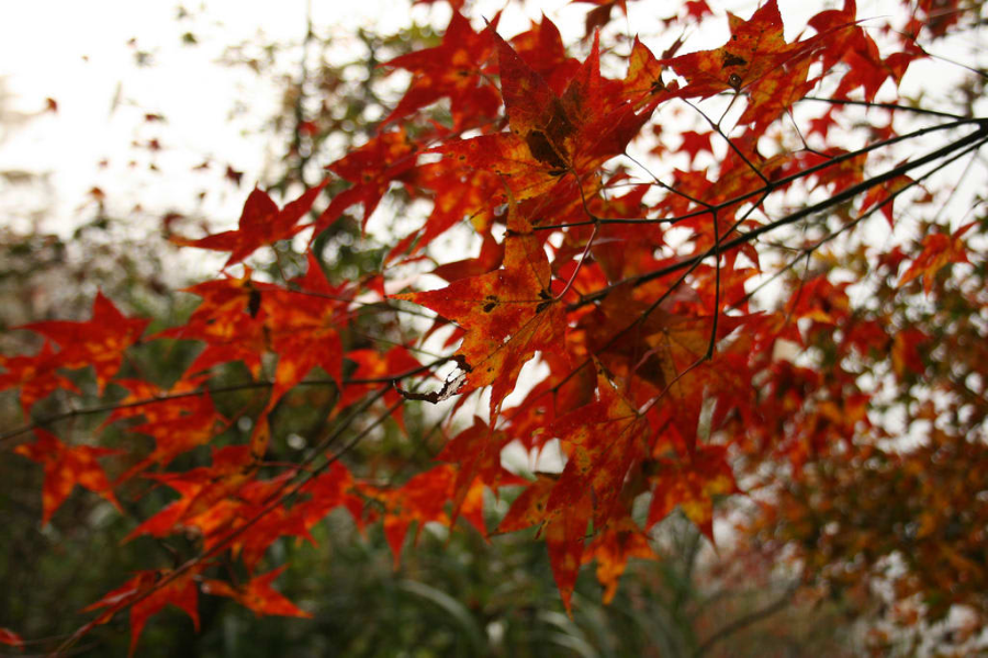 Khi đứng trên đỉnh núi, bạn sẽ choáng ngợp trước khung cảnh hùng vĩ của những cánh rừng phong bao la trải rộng