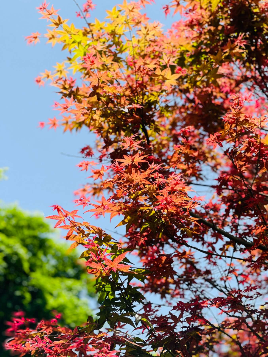 Mùa thu tại Công viên quốc gia Taipingshan là một trải nghiệm khó quên