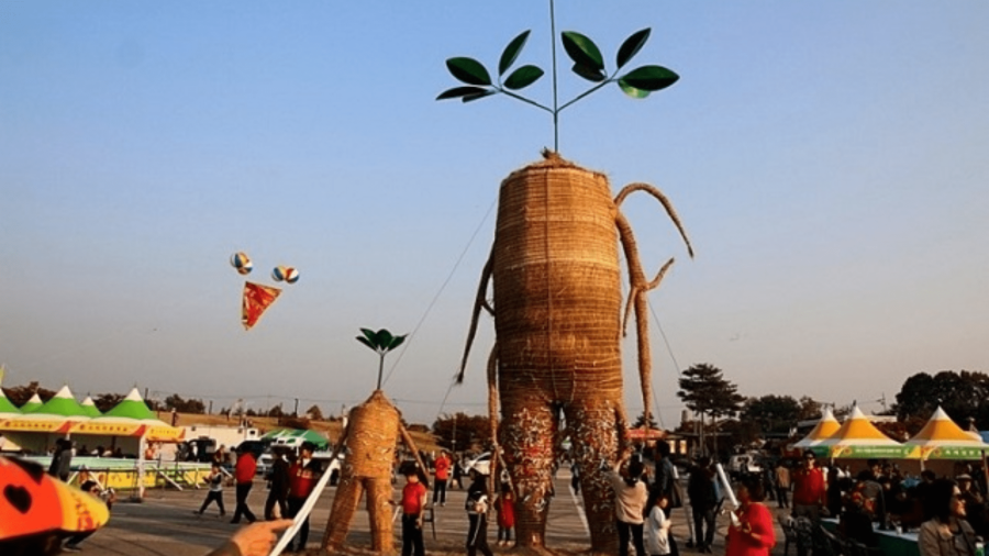 Lễ hội sâm Geumsan tại Hàn Quốc có gì đặc biệt?