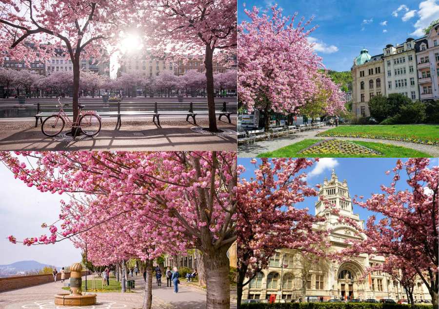 Khung cảnh lung linh mỗi khi mùa xuân gõ cửa tại Châu Âu