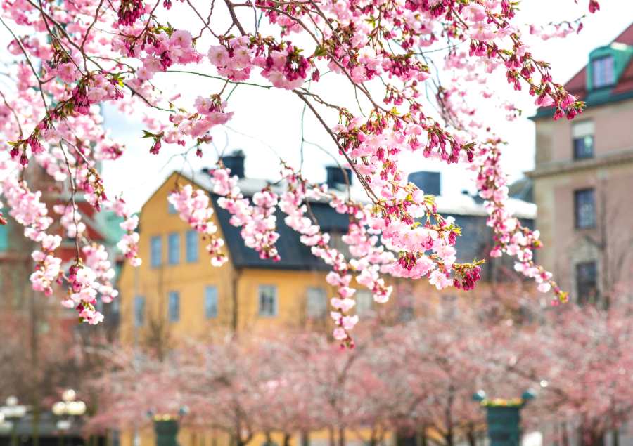 Ngoài khung cảnh đẹp, du khách khi đến thành phố Stockholm còn có thể tham quan nhiều lễ hội mùa xuân đặc sắc