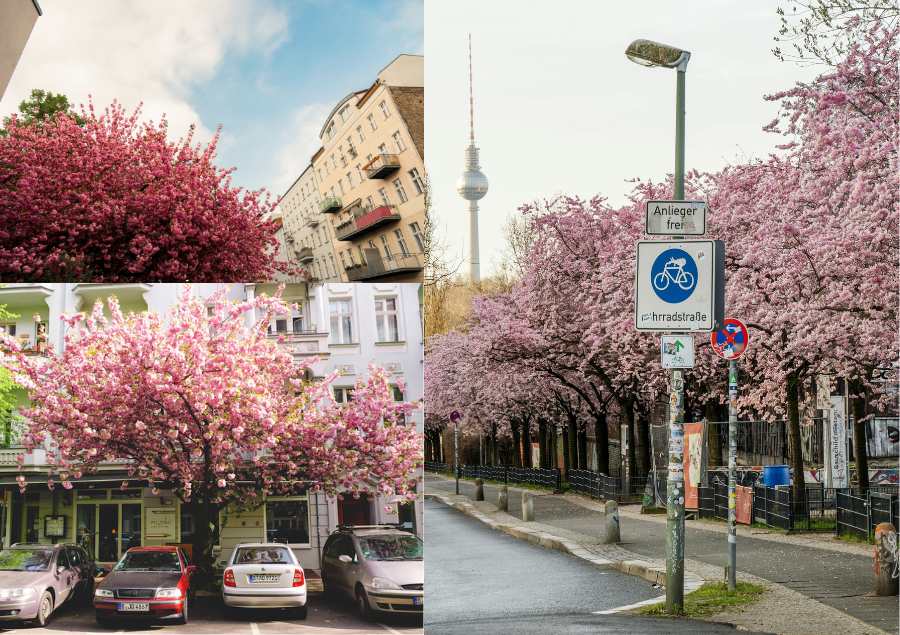 Mỗi khi mùa xuân đến, thủ đô Berlin lại hóa dịu dàng với khung cảnh hàng ngàn cây hoa anh đào bung nở
