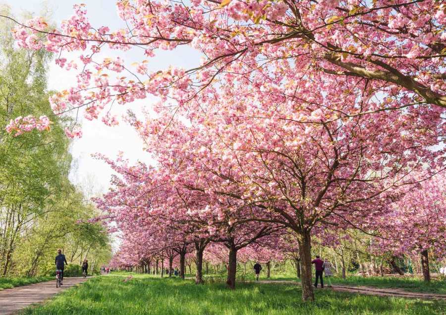 Những hàng cây anh đào nở rộ dưới bầu trời ngập tràn nắng