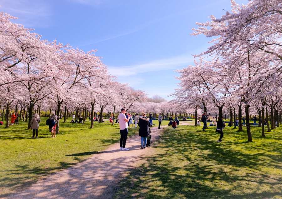  Kersen Bloesem Park là địa điểm lý tưởng nếu Bạn muốn ngắm nhìn hoa anh đào nở ở Amsterdam