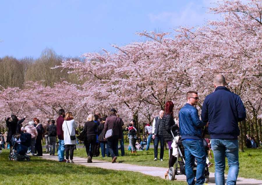 Du khách có thể dễ dàng dạo chơi dưới những tán anh đào rực rỡ
