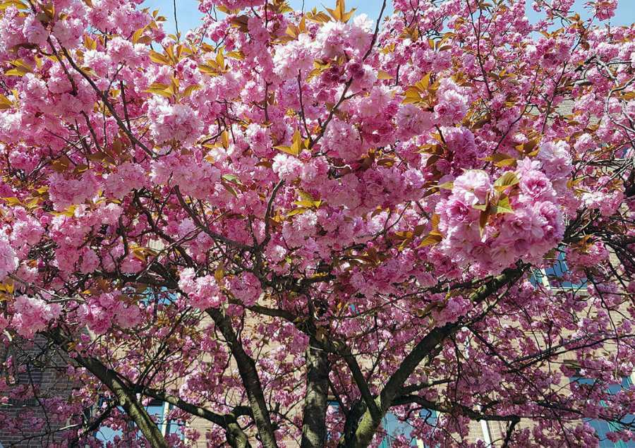 Những bông hoa đào nở rộ, nhuộm hồng cả một khi phố tại Thủ Đô Paris