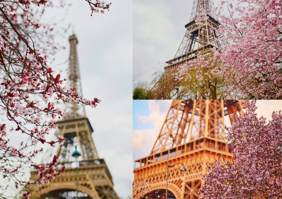 trải nghiệm ngắm hoa anh đào dưới chân tháp Eiffel