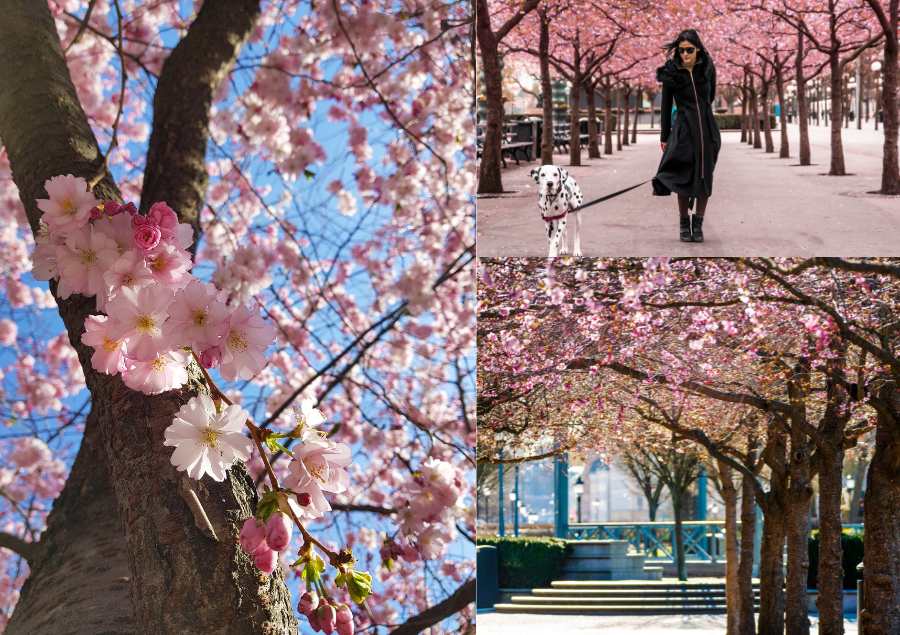 Những cung đường bình yên được nhuộm sáng bằng những cánh hoa anh đào