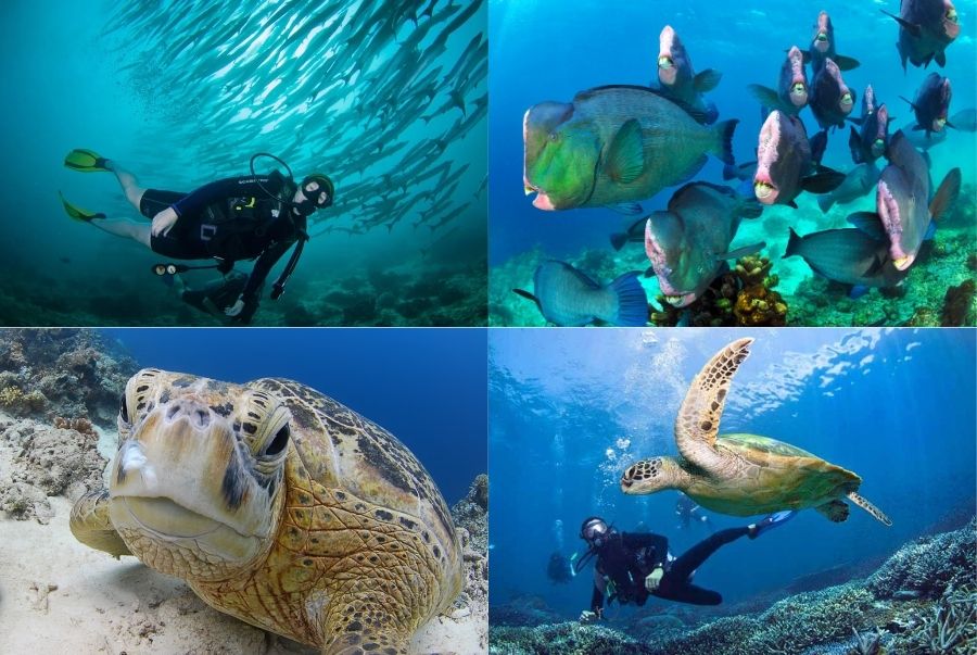 Trải nghiệm lặn biển ở Sipadan để ngắm nhìn đại dương kỳ thú với rùa biển và những đàn cá rực rỡ