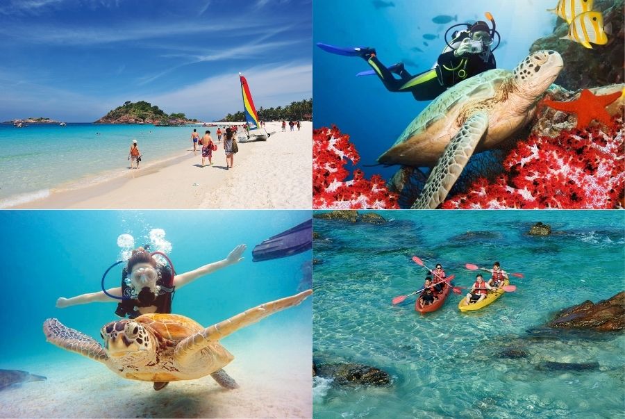 Trải nghiệm lặn biển để ngắm nhìn những chú rùa dễ thương