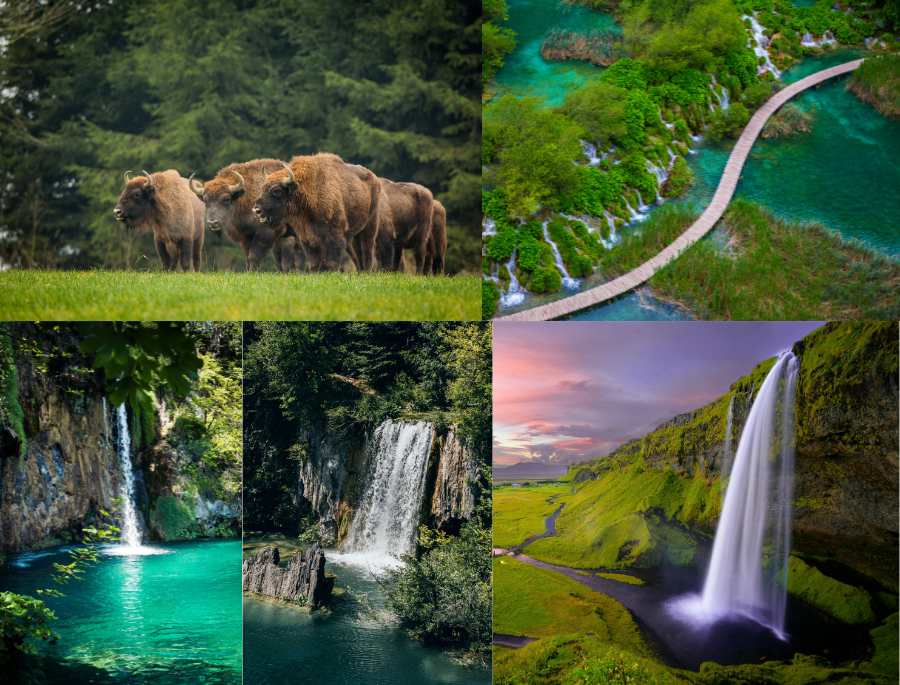 Vườn quốc gia Châu Âu là một trong những khu bảo tồn thiên nhiên rộng lớn với sự đa dạng về mọi loài động thực vật