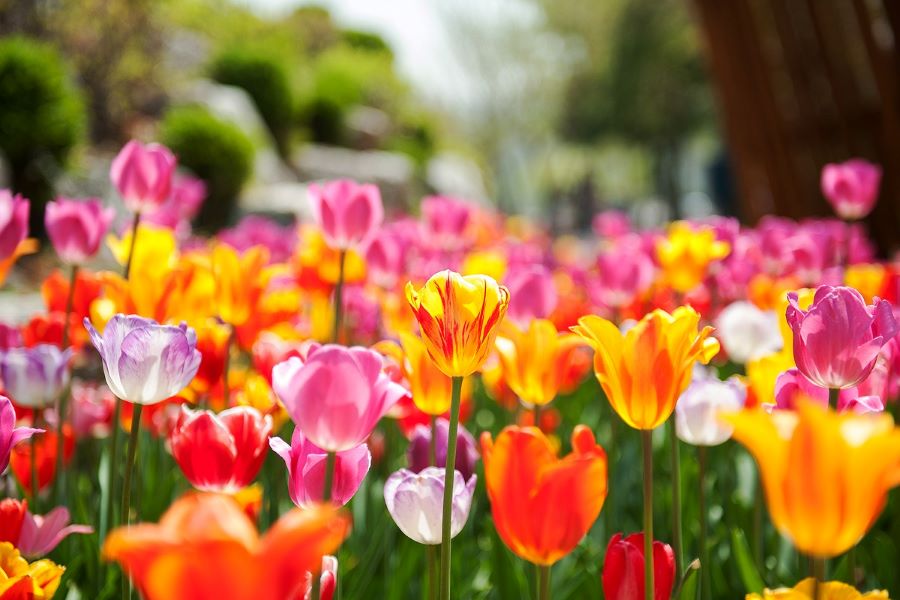 Ngây ngất trước vẻ đẹp của Vườn hoa Morning Calm