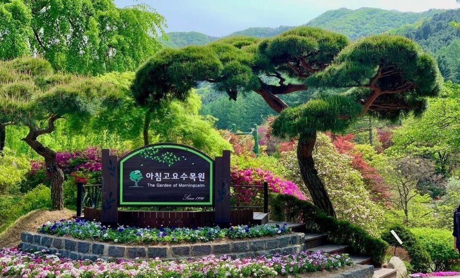 Morning Calm được tô điểm bởi rất nhiều sắc màu tươi thắm