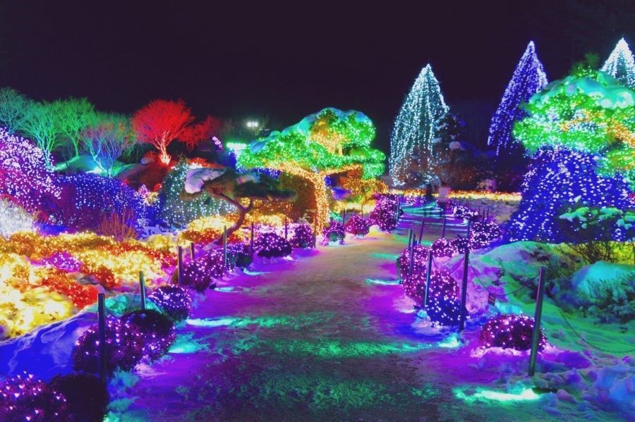 Morning Calm được tô điểm bởi rất nhiều sắc màu tươi thắm