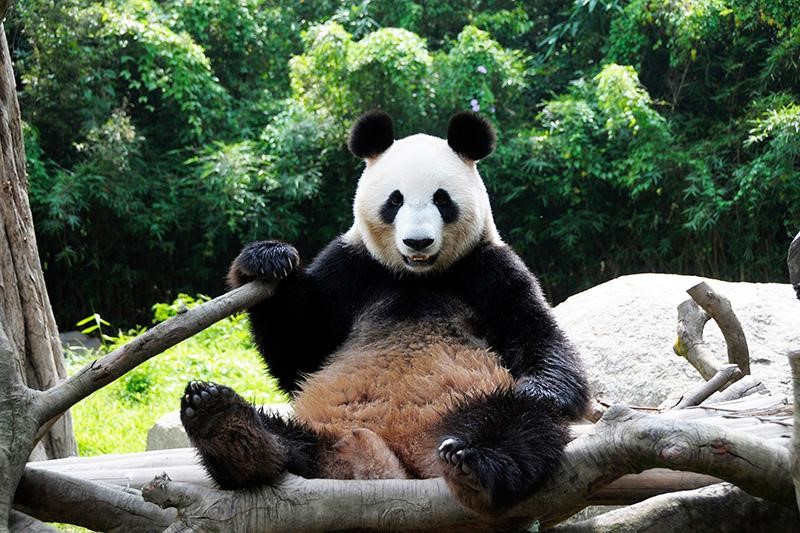 Gáu Trúc, loài động vật vô cùng đáng yêu và thân thiện