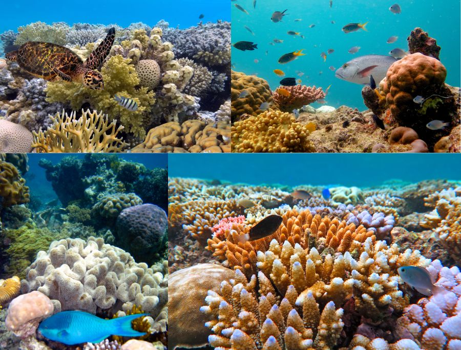 Sắc màu rực rỡ của các rạn san hô tại khu vực