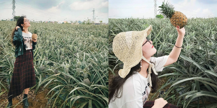 Cánh đồng dứa Ninh Bình - Nơi vẽ "giấc mơ tình yêu" cho các cặp đôi 