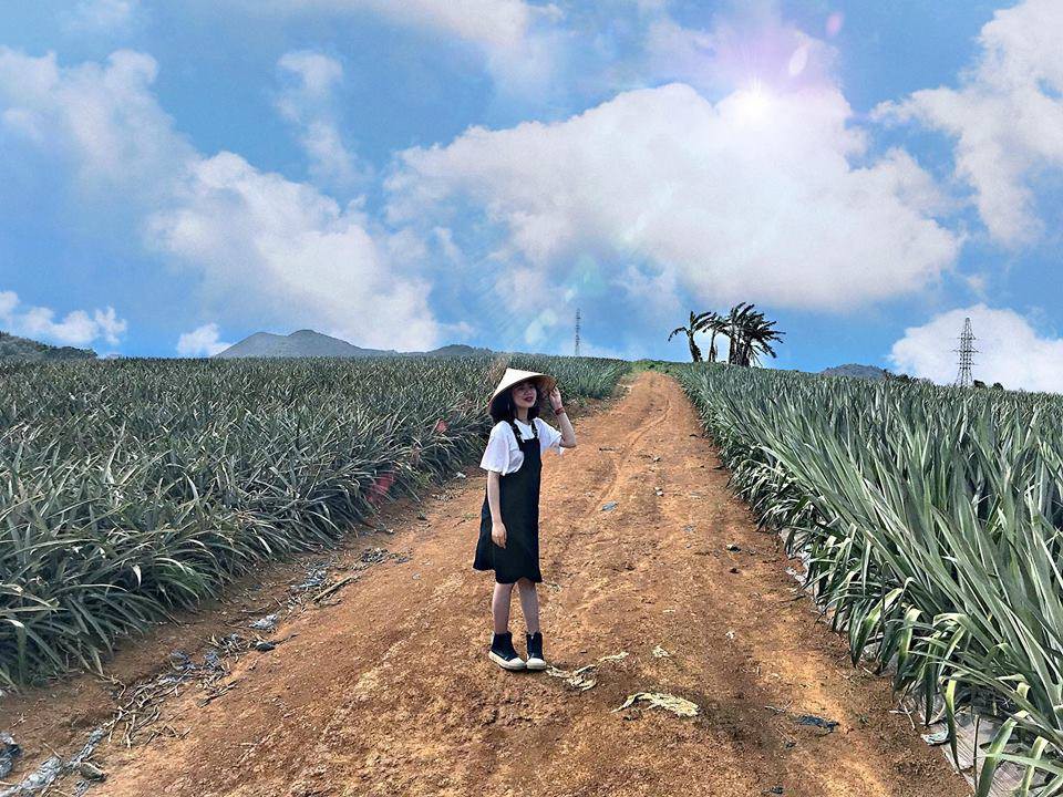 Cánh đồng dứa Ninh Bình - Nơi vẽ "giấc mơ tình yêu" cho các cặp đôi 