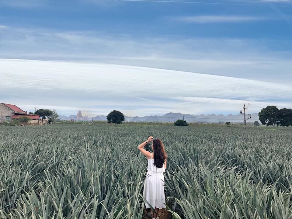 Cánh đồng dứa Ninh Bình - Nơi vẽ "giấc mơ tình yêu" cho các cặp đôi 