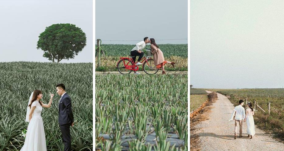 Cánh đồng dứa Ninh Bình - Nơi vẽ "giấc mơ tình yêu" cho các cặp đôi 