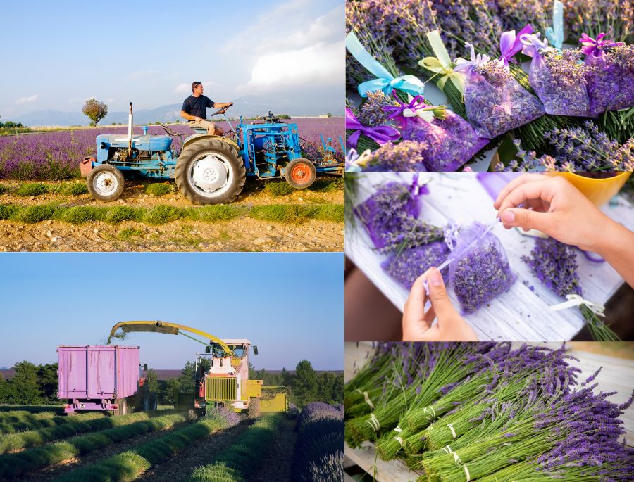 Người dân bắt đầu thu hoạch oải hương và chế tác thành các sản phẩm khác nhau