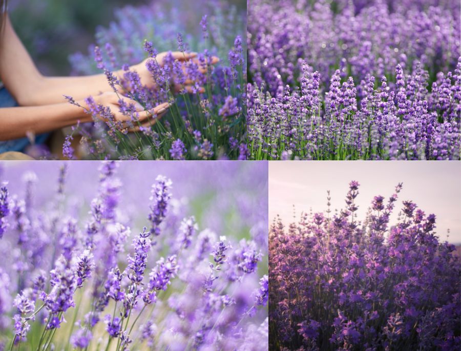 Những bông hoa oải hương nở rộ, tạo nên 1 khung cảnh lãng mạn nên thơ, khiến bất cứ ai cũng muốn dừng lại chiêm ngưỡng