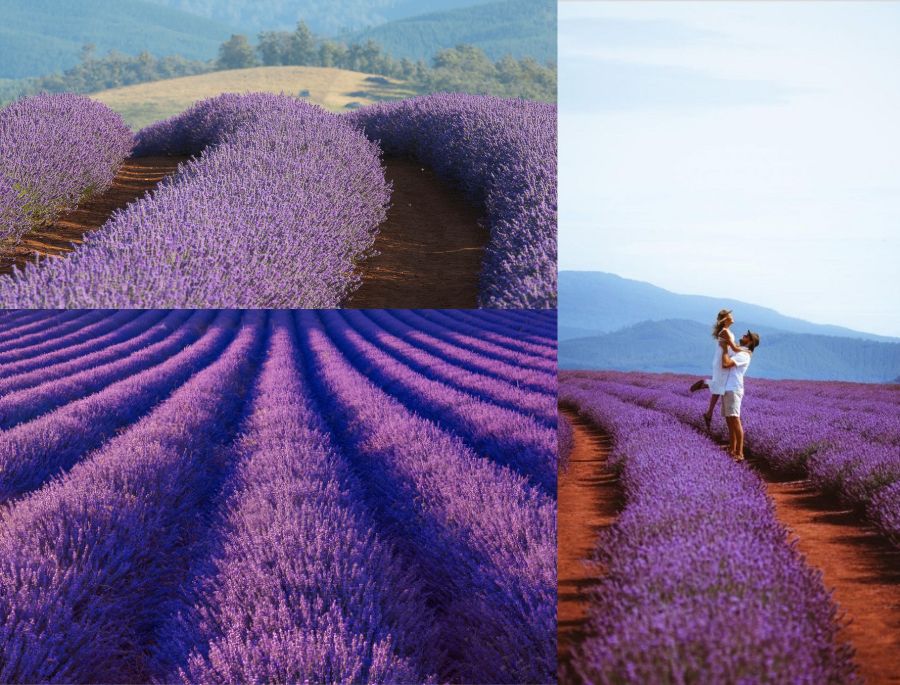 Khung cảnh những luống hoa oải hương nở rộ trong khoảng thời gian mùa hè