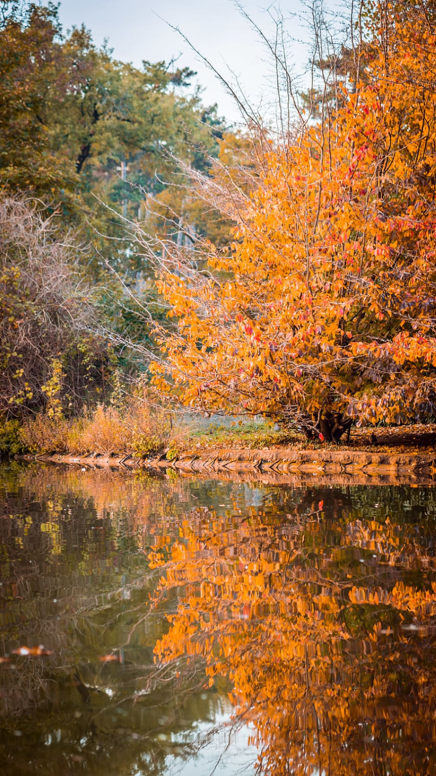 Bois de Boulogne, vốn dĩ là một khu rừng tự nhiên hoang sơ của Paris