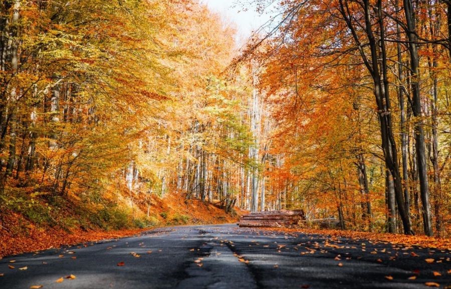 Đảo Jeju - địa điểm nổi tiếng để ngắm cảnh đẹp mùa thu tại xứ sở kim chi