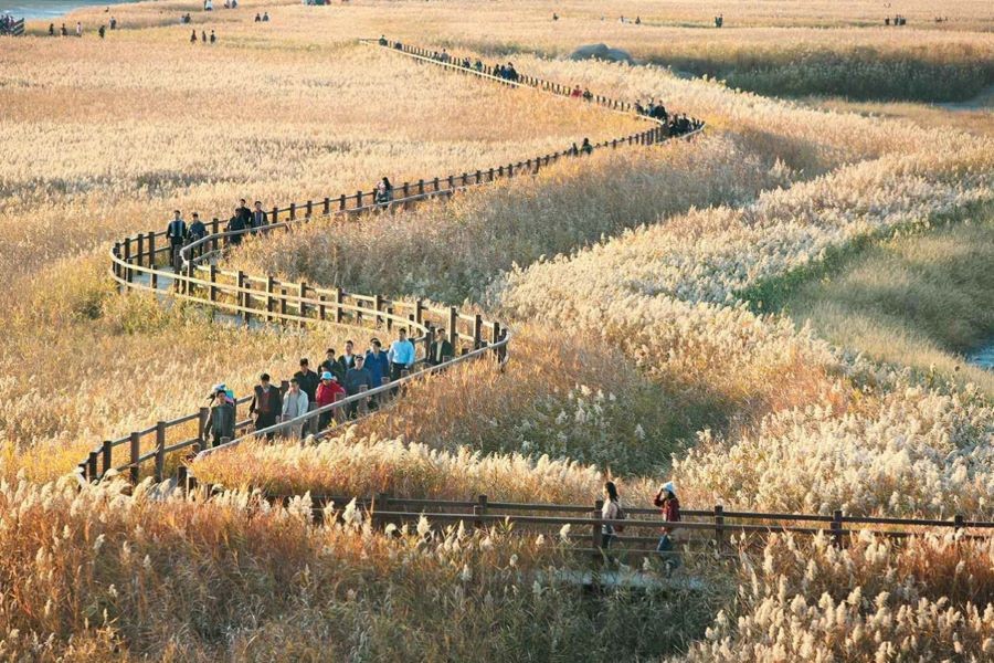 Những hàng lau sậy cao ngút tầm mắt cực kỳ thơ mộng tại Vịnh Suncheon