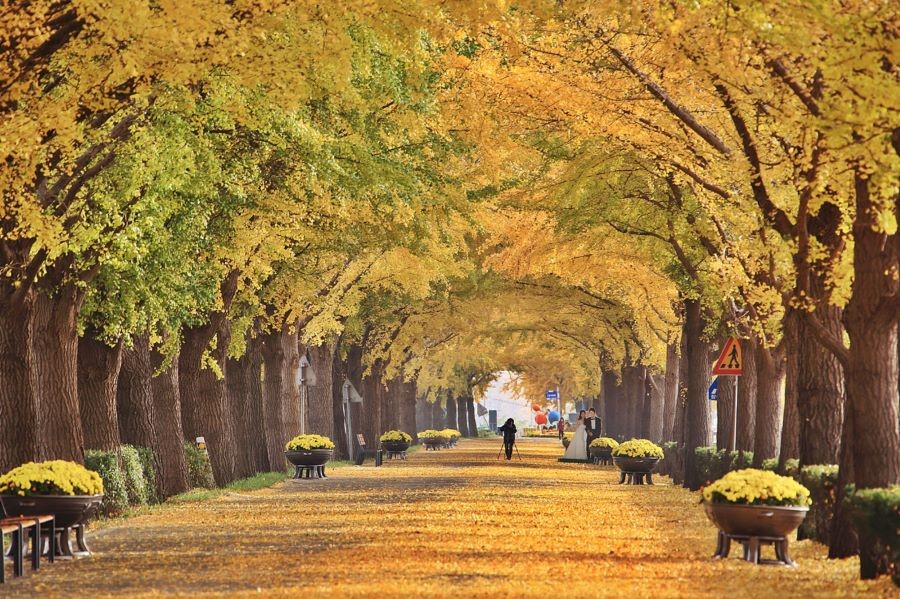 Đại lộ Hyeonchungsa - một trong những con đường ngân hạnh đẹp nhất xứ Hàn