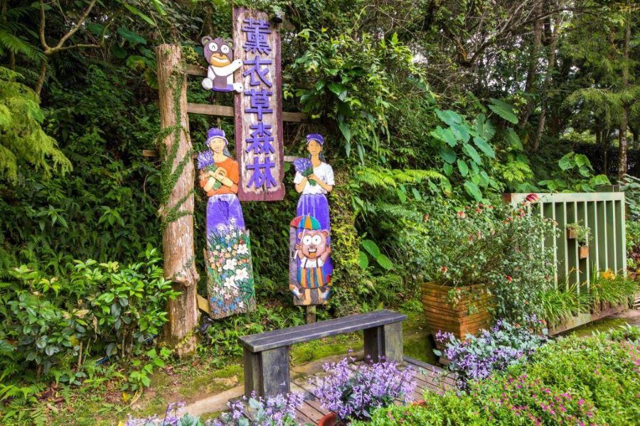 Sắc tím lãng mạn, ngọt ngào của cánh đồng hoa Lavender tại Đài Trung