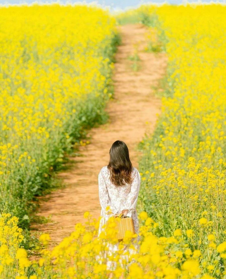 Boseong cũng là một điểm đến tuyệt vời để ngắm hoa cải vào mùa xuân