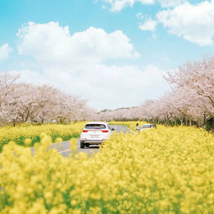 Mỗi độ xuân về, công viên Daejeo ở Busan lại khoác lên mình tấm áo choàng vàng rực rỡ của hoa cải vô cùng rực rỡ