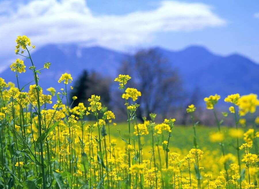 Mặc dù Gwangju nổi tiếng với lịch sử và văn hóa phong phú, nhưng ít ai biết rằng thành phố này cũng sở hữu những cánh đồng hoa cải tuyệt đẹp