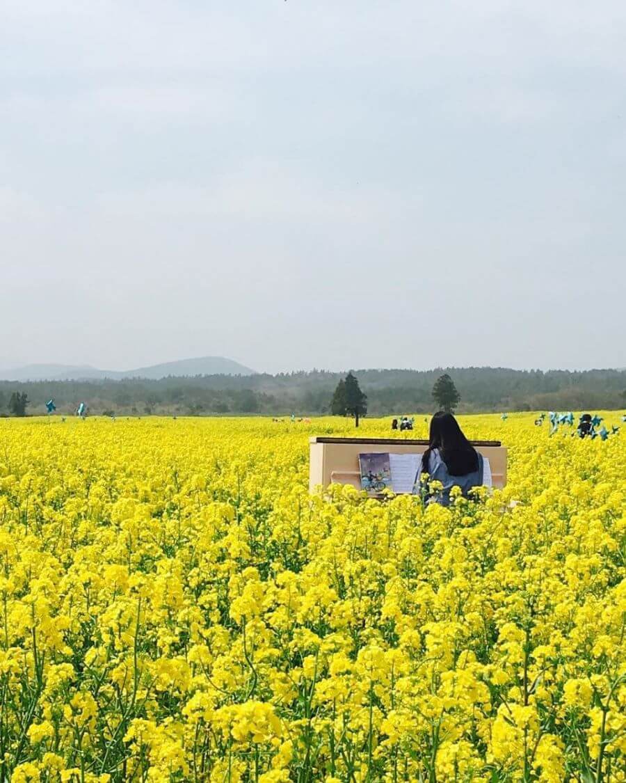 Thời điểm hoa cải nở rộ nhất ở Taean thường chính là thời điểm lý tưởng để du khách đến tham quan, chụp ảnh và tận hưởng không khí trong lành