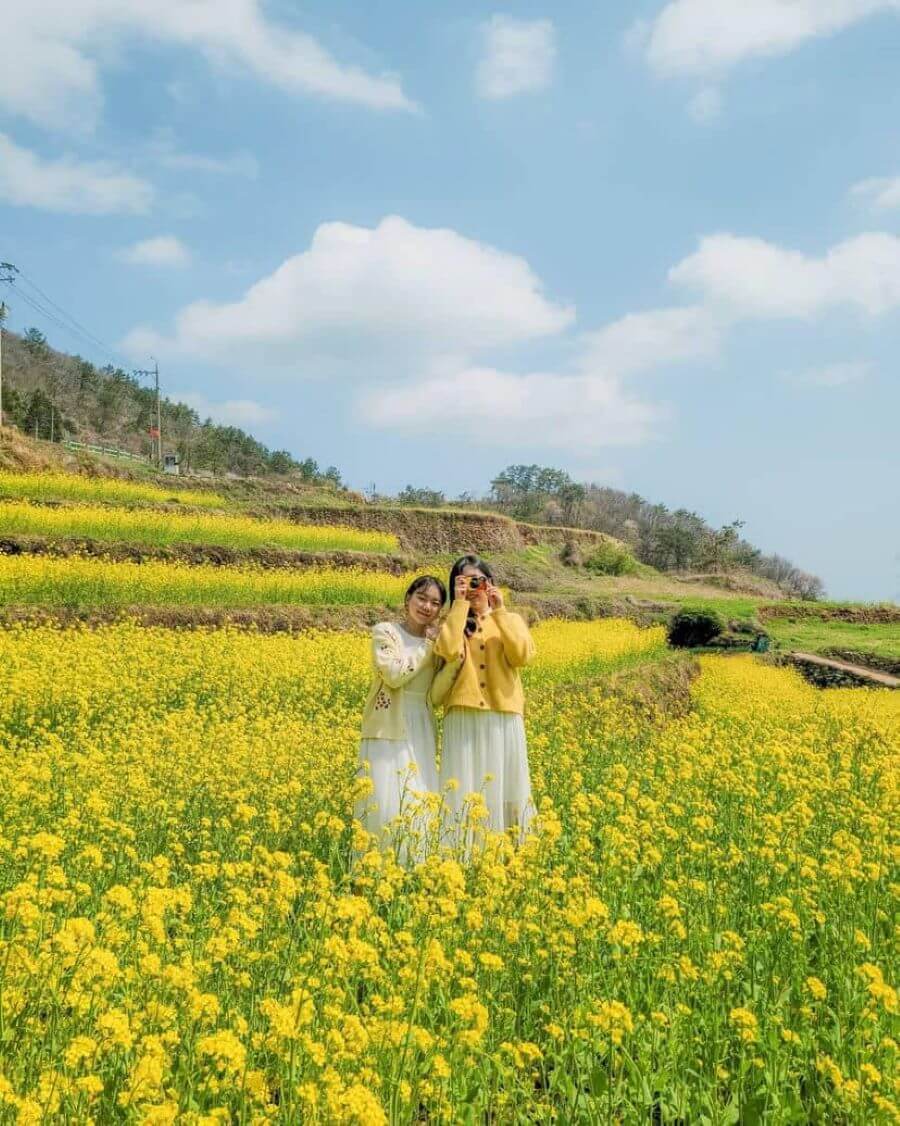 Đảo Ganghwa thu hút du khách bởi vẻ đẹp nên thơ của những cánh đồng hoa cải vàng rực rỡ