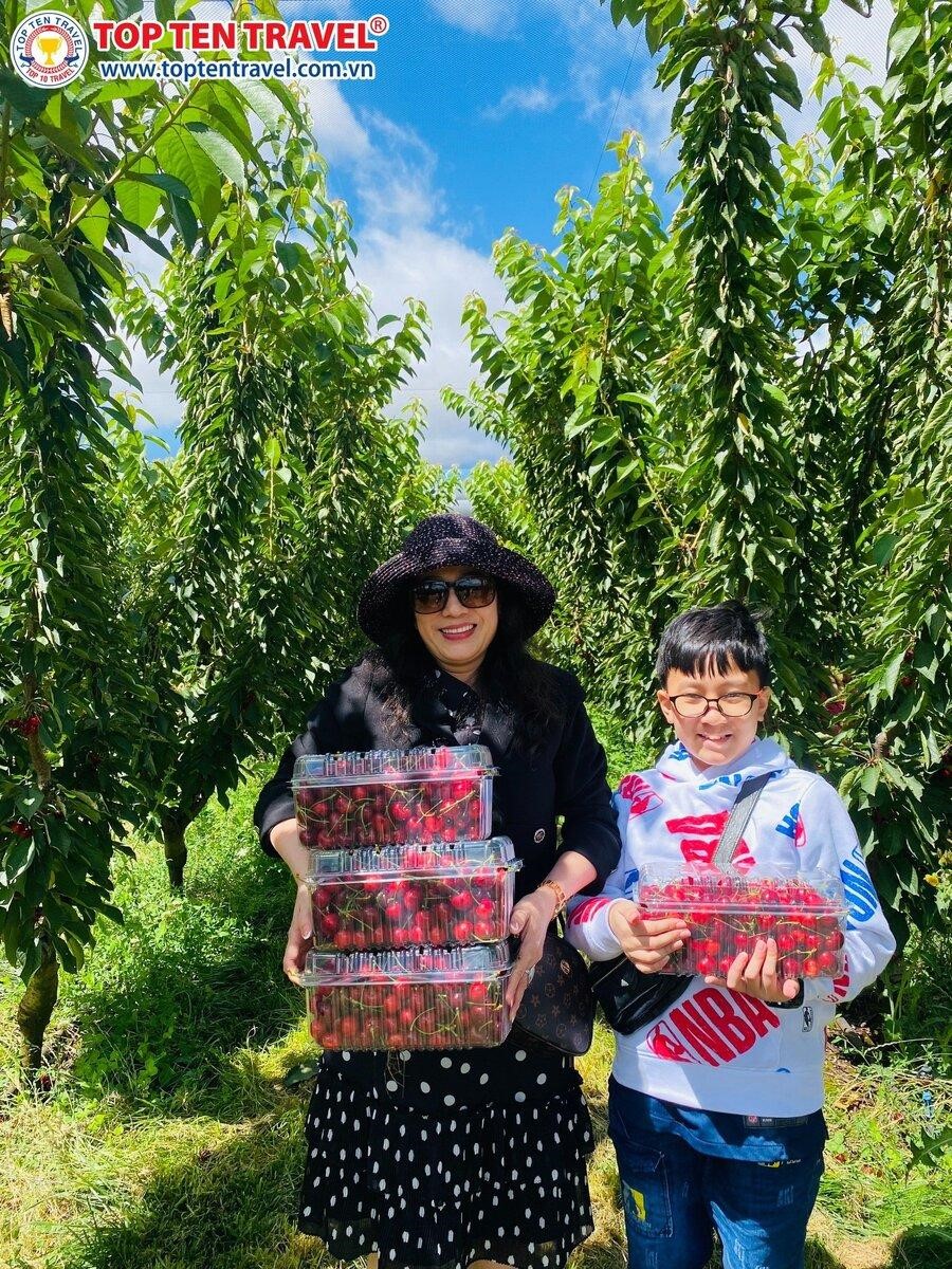 Khách nhà Top Ten trải nghiệm hái cherry tại vườn