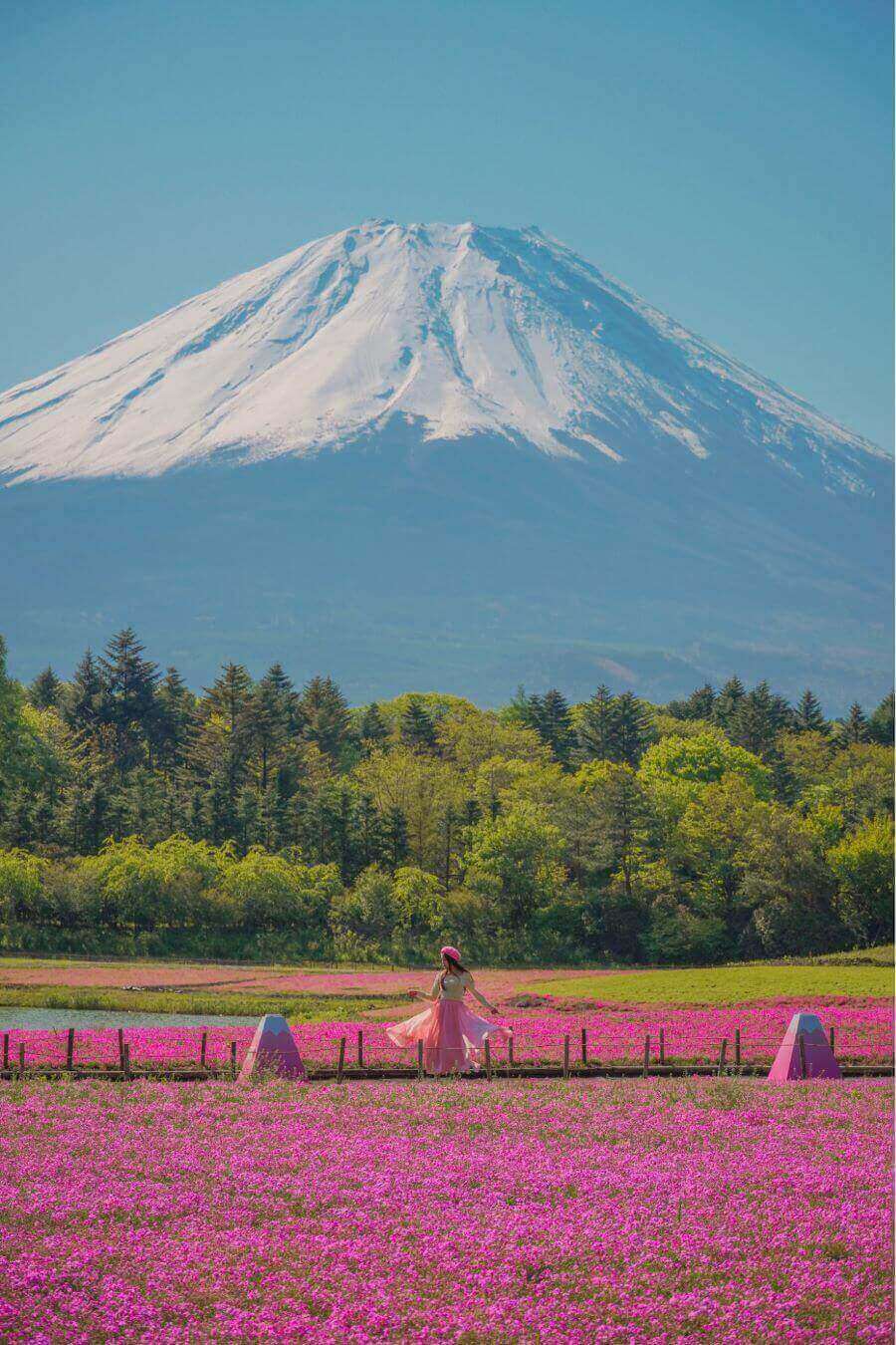 Không chỉ mang vẻ đẹp rực rỡ, hoa chi anh còn mang trong mình những ý nghĩa văn hóa đặc biệt